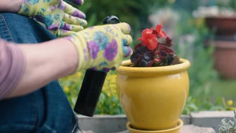 Caring for home plants sprays cold water with spray on flower Stock Footage 154548723