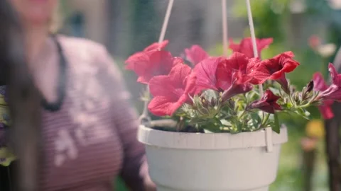 Caring for home plants sprays cold water with spray on flower. Stock Footage 154548801