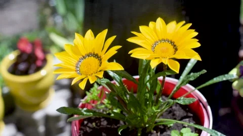 Caring for home plants sprays cold water with spray on flower leaves moisturizes Stock Footage 154893162