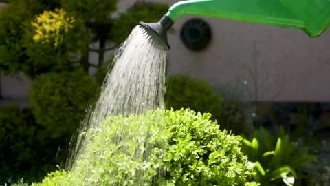 Caring for home plants sprays cold water with spray on flower leaves moisturizes Stock Footage 154893904