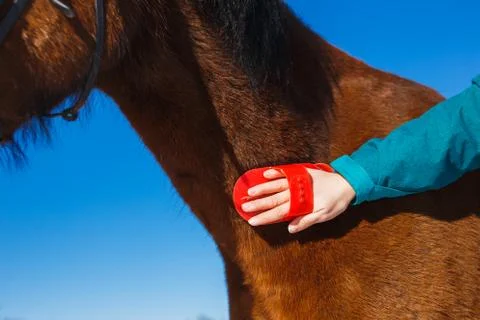 Caring for a horse in the spring. Brushing the neck with a lint brush Stock Photos