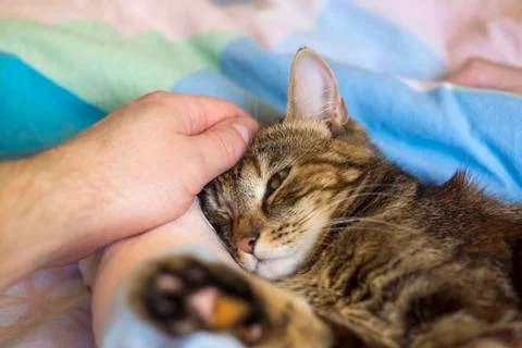 Caring human hand stroking head of young drowsing cat Stock Photos