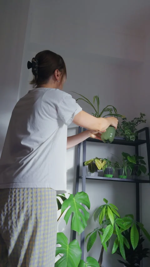 Caring for Indoor Plant Collection Stock Footage 340329187