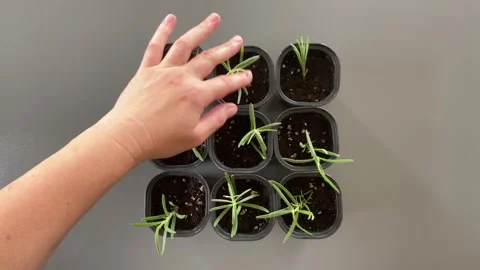 Caring for indoor plants 스톡 동영상 342335470