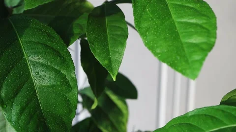 Caring for indoor plants in a pot. Spraying juicy, green leaves close-up indoors Stock Footage 156887694