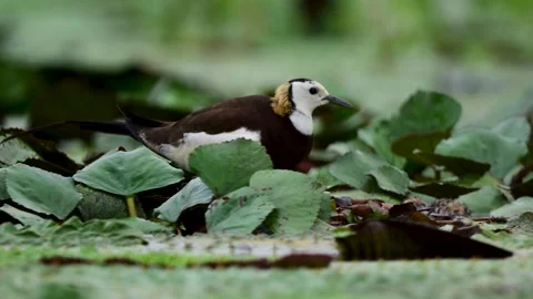 Caring Jacana Parent Staying Close to Tiny Newborn Chick in Wetland Vídeos de archivo 345887665