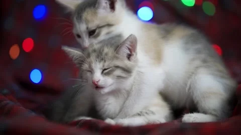 A caring kitten cutely licks another kitten. Cat family. Flickering garlands can Stock Footage 161870322
