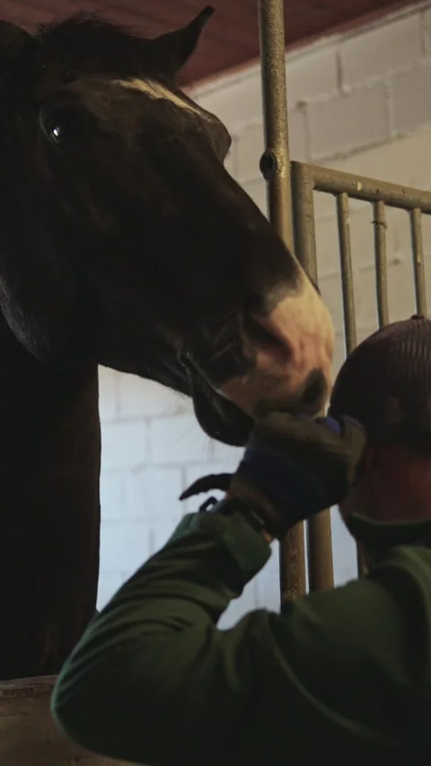 Caring male worker showing affection to a dark horse by holding its head and 스톡 동영상 332505619