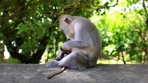Caring monkey mother with a baby monkey in Bali at the Uluwatu temple, adorable Stock Footage 252405125