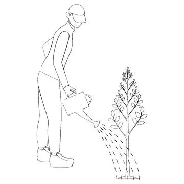 Caring for nature. Sketch on a white background. A man watering a tree. Stock-Illustration