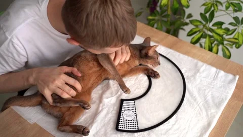 A caring owner gently soothes and strokes his blue Abyssinian domestic cat, calm Stock Footage 248262089