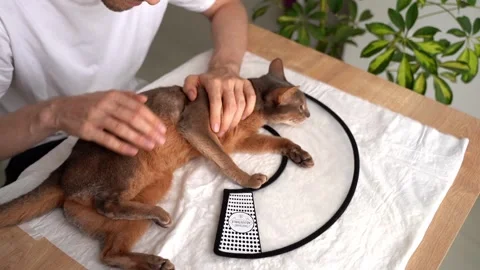 A caring owner gently soothes and strokes his blue Abyssinian domestic cat, calm Stock Footage 248262099