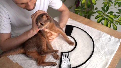 A caring owner gently soothes and strokes his cute Abyssinian domestic cat, calm Stock-Footage 248262118