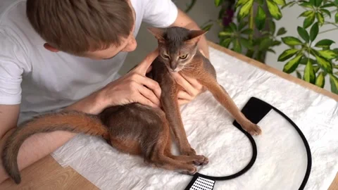 A caring owner gently strokes his blue Abyssinian domestic cat before putting on Stock-Footage 248262074