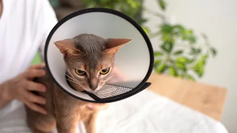 Caring owner lovingly pets his cute blue Abyssinian domestic cat wearing an cone Stock Footage 248262716