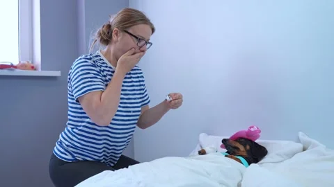 Caring owner measures the temperature of sick dog in bed, worrying about health Stock Footage 276023464