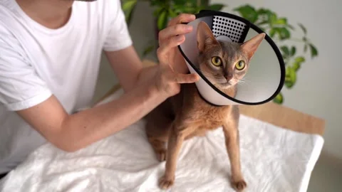 A caring owner puts on an cone for protection and healing and gently soothes and Stock-Footage 248262190