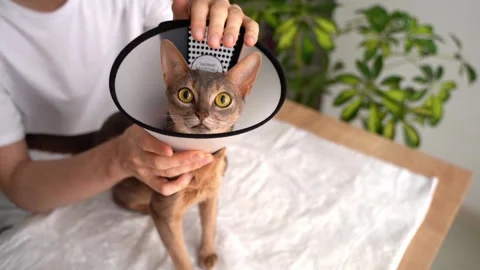 A caring owner puts on an e-collar for protection and healing and gently soothes Stock Footage 248262160