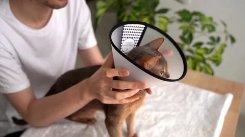 A caring owner puts on an e-collar for protection and healing and gently soothes Stock Footage 248262291