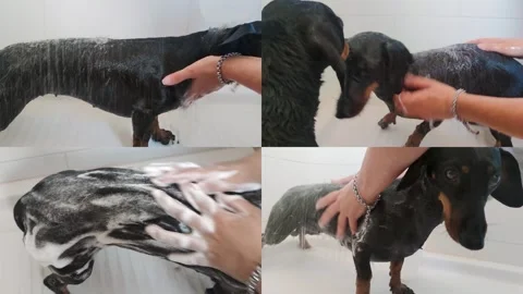 Caring Owner Washes the Dog With Foam in the Bathroom.  Stock Footage 240916839