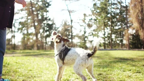 Caring for pets, walking with a dog during the coronovirus. A young woman is Stock Footage 127089950