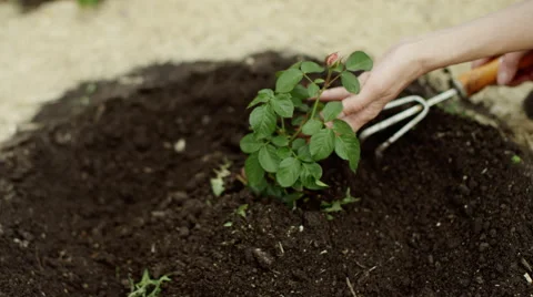 Caring for a plant Stock Footage 66540141