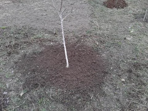 Caring for planted trees in early spring Stock Photos