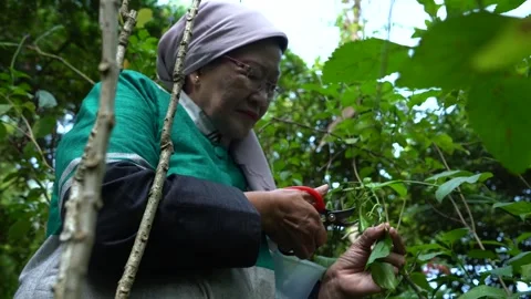 Caring for plants. Stock Footage 287314327