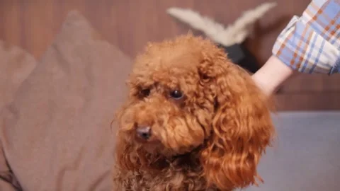 Caring for a poodle at home to improve its appearance and well-being Stock Footage 302893902