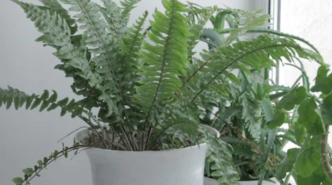 Caring for potted flowers Stock Footage 59790861