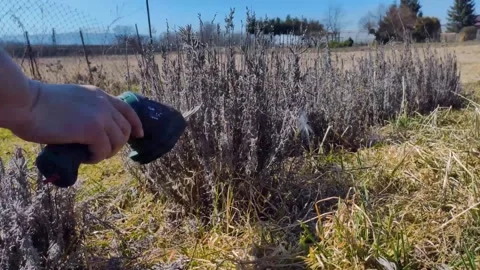 Caring pruning of lavender in spring Stock Footage 172258289