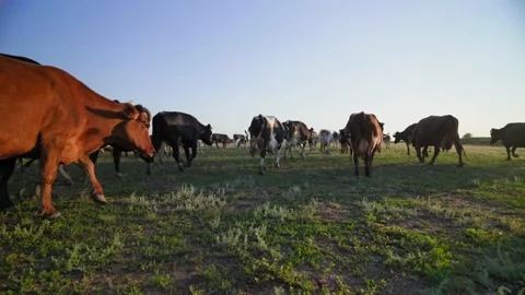 Caring shepherd leads the cows home. setting sun illuminate the dairy animals. Stock-Footage 166971990