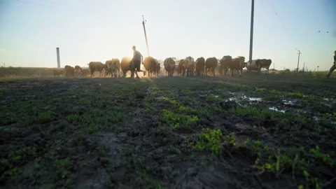 Caring shepherd leads the cows home. setting sun illuminate the dairy animals. Stock Footage 166972010