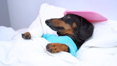 Caring for a sick dog lying on the bed like a real illness human face Video stock 115663852