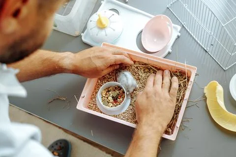 Caring for a small pet in a home environment while setting up a habitat with Stock Photos