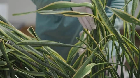 Caring for snake plants indoors with simple techniques Stock Footage 319974649