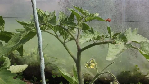 Caring for Tomato Plants Inside a Backyard Greenhouse Video stock 336754894