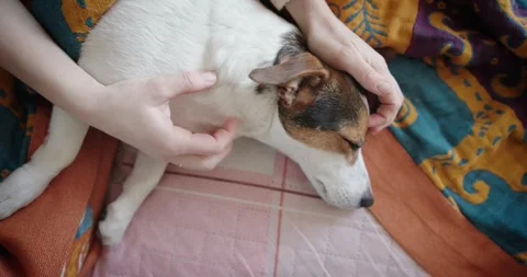 Caring Touch A Dog Enjoying Being Petted on Cozy Blanket Stock Footage 301008913
