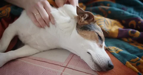 Caring Touch A Dog Enjoying Being Petted on Cozy Blanket 库存影片 301008938