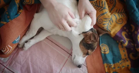 Caring Touch A Dog Enjoying Being Petted on Cozy Blanket Vidéo 301008957