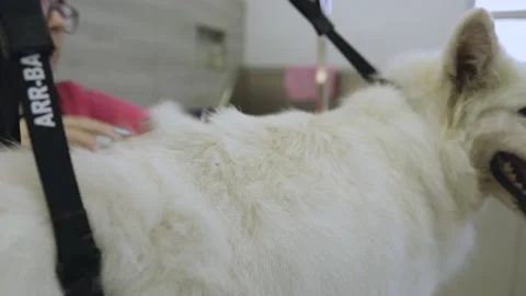 Caring for a white long-haired dog at a dog hairdresser Stock Footage 170228527