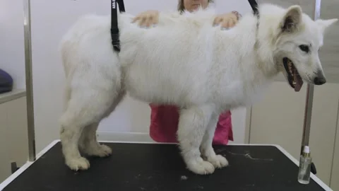 Caring for a white long-haired dog at a dog hairdresser. White Swiss Shepher Stock Footage 170228565