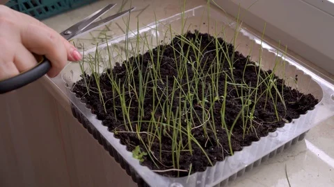 Caring for young green seedlings. Stock Footage 128952692