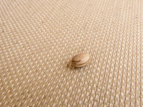 A carioca bean on light colored raw fabric. Stock Photos