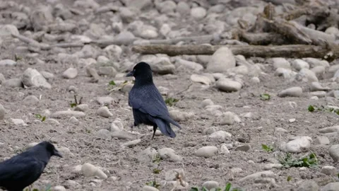 Carion crow (corvus corone corone) on dry earth Stock Footage 173373462