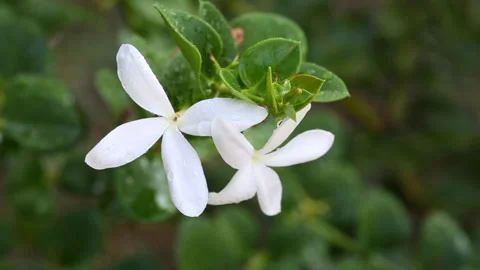 Carissa grandiflora Video stock 139986347
