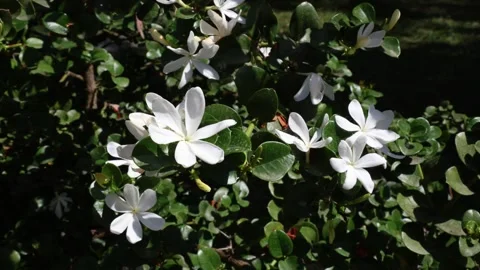 Carissa macrocarpa Stock Footage 278967090