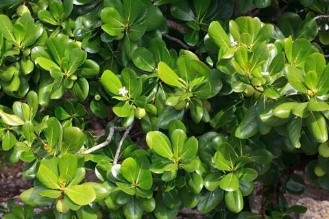 Carissa Stock Photos