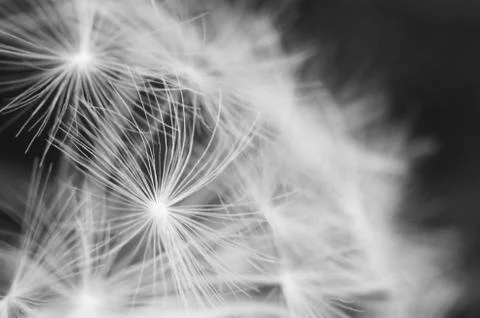 Carlina leaf macro Stock Illustration