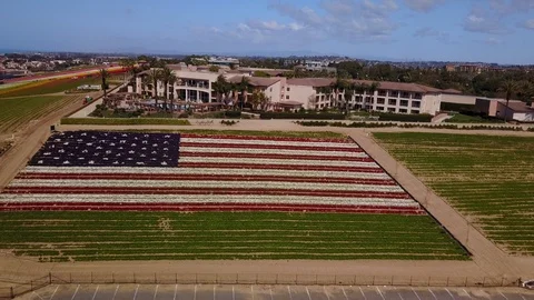 Carlsbad, CA - The Flower Fields - Drone Video Video stock 87998931